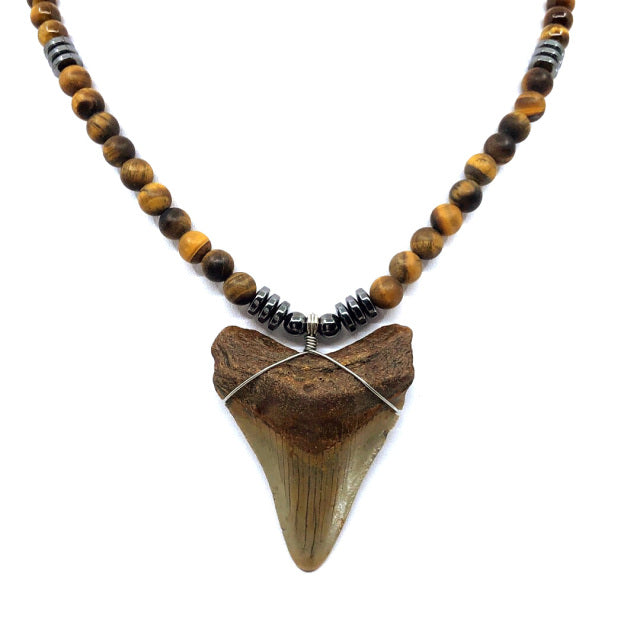 Fossilized Megalodon