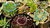 Gemstones
