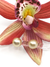 Gold South Sea Studs
